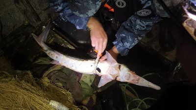 На Одещині спіймали браконьєрів із уловом червонокнижної риби на 190 тис. грн – поліція