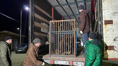 У притулок на Львівщині перевезли ще двох ведмедів з Київщини
