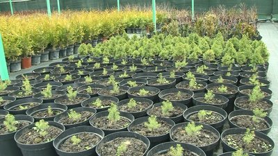Через повномасштабну війну черкащани купують менше декоративних дерев