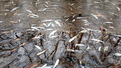 На Херсонщині в дніпровських плавнях рівень води впав майже на два метри: чим це загрожує На Херсонщині в дніпровських плавнях рівень води впав майже на два метри: чим це загрожує