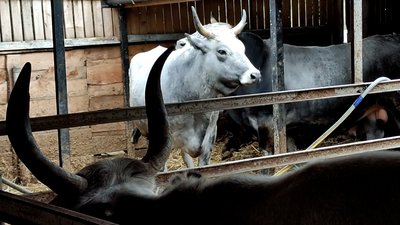 Розвозив молоко по бомбосховищах у перервах між боями: історія фермера-тероборонівця з Чернігівщини Розвозив молоко по бомбосховищах у перервах між боями: історія фермера-тероборонівця з Чернігівщини