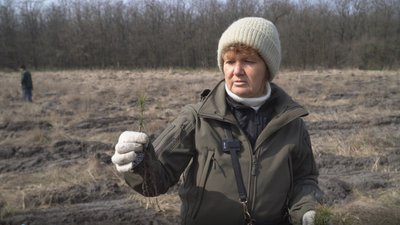 До Міжнародного дня лісу на Дніпропетровщині висадили 20 тисяч саджанців сосни, клену та дуба До Міжнародного дня лісу на Дніпропетровщині висадили 20 тисяч саджанців сосни, клену та дуба