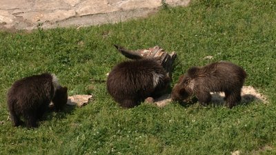 У львівський притулок "Домажир" привезли трьох ведмежат У львівський притулок "Домажир" привезли трьох ведмежат