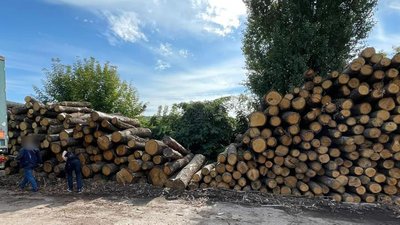 На Сумщині повідомили про підозру групі посадовців у корупції в лісогосподарстві На Сумщині повідомили про підозру групі посадовців у корупції в лісогосподарстві