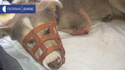 У Бахмуті готують до операції безпритульного собаку, якому невідомий відрубав лапу