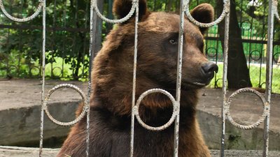 У Хмельницькому перевірять умови проживання ведмедя Балу