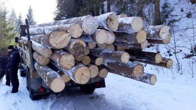 На Прикарпатті затримали вантажівки з незаконно зрубаною деревиною
