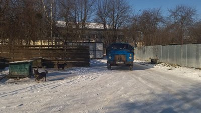 У Луцьку аварійні дерева ріжуть на дрова