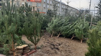 29 ялинкових базарів запрацювали у Харкові: це удвічі менше, ніж торік 29 ялинкових базарів запрацювали у Харкові: це удвічі менше, ніж торік