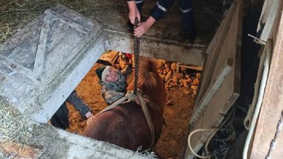 На Прикарпатті витягли коня, який застряг в погребі На Прикарпатті витягли коня, який застряг в погребі