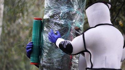 У США знищили перше знайдене гніздо інвазійних азійських шершнів У США знищили перше знайдене гніздо інвазійних азійських шершнів
