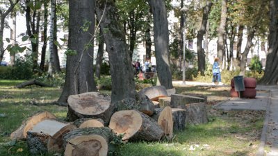 Сквер у Чернівцях готують до реконструкції: спиляли кілька дерев