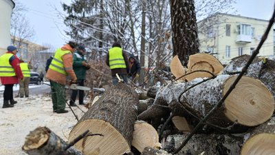 У центрі Луцька зрізають всохлі дерева на дрова У центрі Луцька зрізають всохлі дерева на дрова