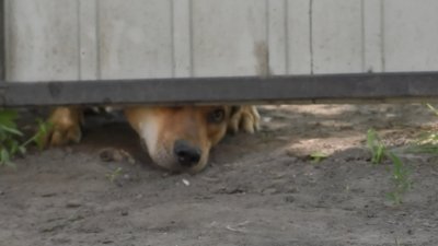 притулок для тварин притулок для тварин