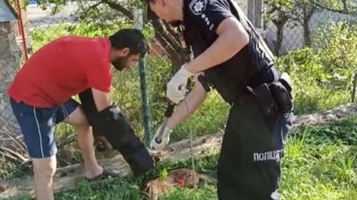 У Тернополі поліцейські врятували лиса У Тернополі поліцейські врятували лиса
