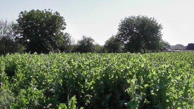 Вирощували мак: на Черкащині знайшли майже пів тисячі наркотичних рослин