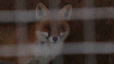 Лис, який живе у притулку Лис, який живе у притулку