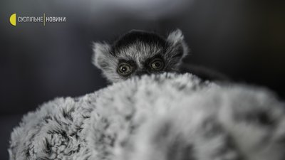 “Які в нас зараз ім’я в голові? Байрактар” — Як живе київський зоопарк в умовах війни “Які в нас зараз ім’я в голові? Байрактар” — Як живе київський зоопарк в умовах війни