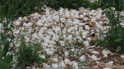 Під Полтавою посеред поля викинули 2000 тухлих яєць