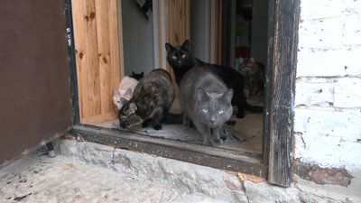 Історія про котів з Краматорська