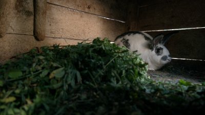 "Вийду на подвір'я, гляну навкруги – нікого не видно": як живе жителька зникаючого села на Рівненщині "Вийду на подвір'я, гляну навкруги – нікого не видно": як живе жителька зникаючого села на Рівненщині