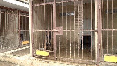 В одеському порту пройшли тренування службових собак В одеському порту пройшли тренування службових собак
