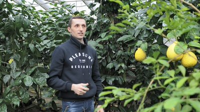 Подружжя з Тернопільщини вирощує екзотичні фрукти