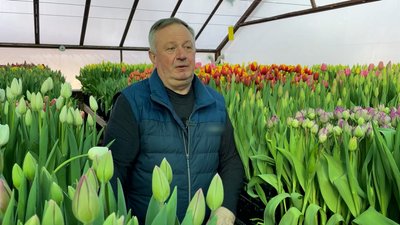 "18 років у квітах": 50 тисяч тюльпанів 38 сортів виростила у теплиці родина із Прилук