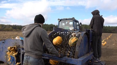 Бракує заводів з переробки: на Черкащині родина розвиває гарбузовий бізнес Бракує заводів з переробки: на Черкащині родина розвиває гарбузовий бізнес