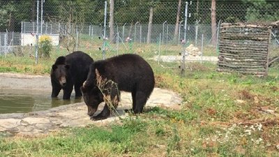 У Львівському ведмежому притулку два нових мешканці У Львівському ведмежому притулку два нових мешканці