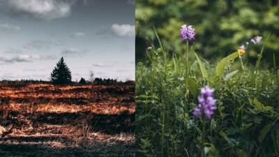 Палять бур'яни: на Черкащині зникають рідкісні види рослин