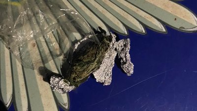 Плантацію з коноплями виявили поліцейські у жителя Мукачівщини Плантацію з коноплями виявили поліцейські у жителя Мукачівщини