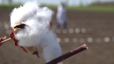 На Херсонщині намагаються відродити вирощування бавовнику