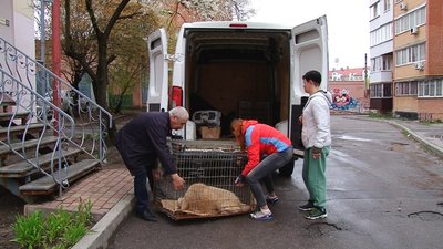 У Полтаві за тиждень безкоштовно стерилізували 70 безпритульних тварин У Полтаві за тиждень безкоштовно стерилізували 70 безпритульних тварин