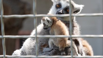 "Малюк постійно з мамою": у вінницькому зоопарку у сімʼї лемурів вперше за три роки зʼявилося потомство "Малюк постійно з мамою": у вінницькому зоопарку у сімʼї лемурів вперше за три роки зʼявилося потомство