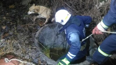 У Франківську надзвичайники врятували собаку