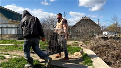 "Це єдиний гуманний спосіб": як у місті на Одещині стерилізують безпритульних собак "Це єдиний гуманний спосіб": як у місті на Одещині стерилізують безпритульних собак
