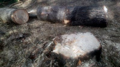 На Житомирщині в Ємільчинській громаді правоохоронці зафіксували два випадки незаконної вирубки лісу На Житомирщині в Ємільчинській громаді правоохоронці зафіксували два випадки незаконної вирубки лісу