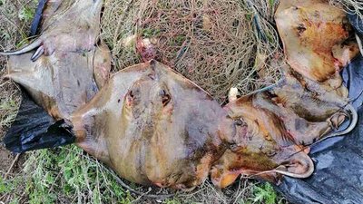 Херсонським рибоохоронним патрулем затримано порушників, які впіймали 43 кг морських котів