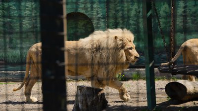 Адаптувалися та вийшли на публіку: евакуйовані з Харкова до Одеси леви тепер бувають у відкритому вольєрі Адаптувалися та вийшли на публіку: евакуйовані з Харкова до Одеси леви тепер бувають у відкритому вольєрі