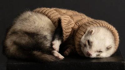 фретка, мар'яна стецина, тернопіль, фотосесія для тварини