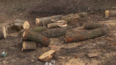 Дерева, порізані на частини, у лісі