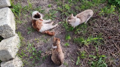 Котики