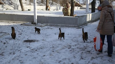 В Одесі містяни допомагають безпритульним тваринам під час холодів