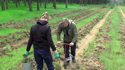 "На чотири гектари перевиконали план". У Миколаївському лісовому господарстві завершили весняну висадку дерев