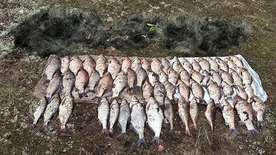 На Київщині чоловік незаконно наловив сітками рибу на 100 тисяч грн