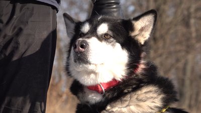 Катаються по заметах: у Черкасах готуються до змагань з їздового спорту Катаються по заметах: у Черкасах готуються до змагань з їздового спорту