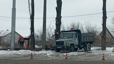 На спилювання аварійних дерев у Полтавській громаді потрібно 11 мільйонів гривень