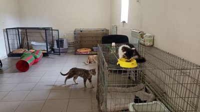Кіт Херсон чекає на дім: понад місяць у житомирському "Центрі захисту тварин" живе евакуйована тварина Кіт Херсон чекає на дім: понад місяць у житомирському "Центрі захисту тварин" живе евакуйована тварина