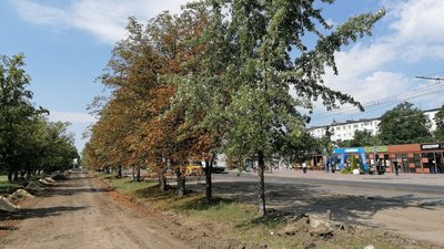 "Дерева аварійні. Залишати їх поруч з магістраллю недоцільно", — дендролог з Кропивницького